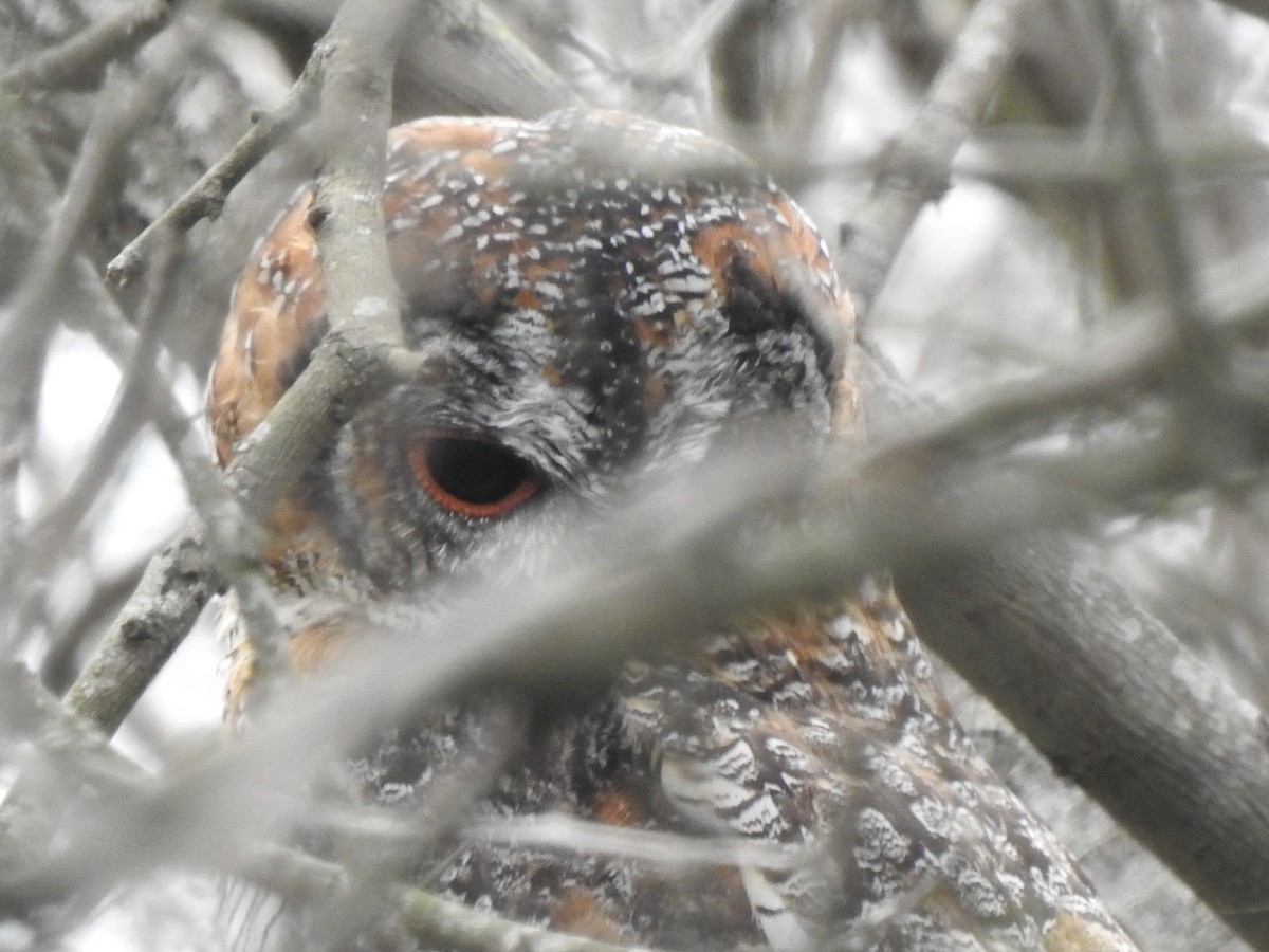 Mottled Wood-Owl - Praveen Tangirala