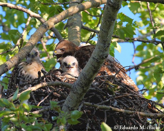 Adult Red-tailed Hawk adult at nest with chicks. Cochrane, Alberta, June. - Red-tailed Hawk - 