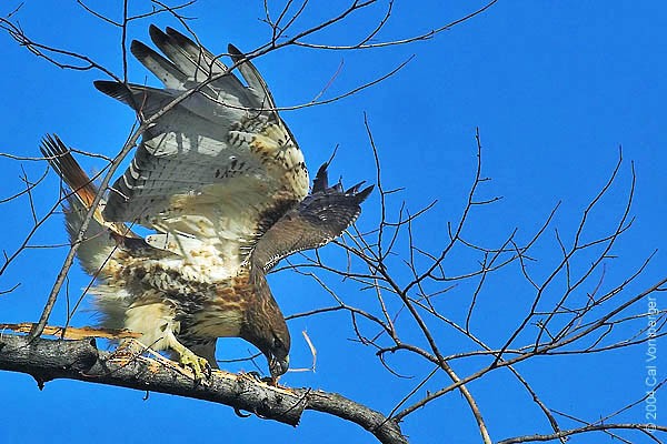 Red-tailed Hawk Adult Female Red-tailed Hawk stripping bark for nest. NY City, March.