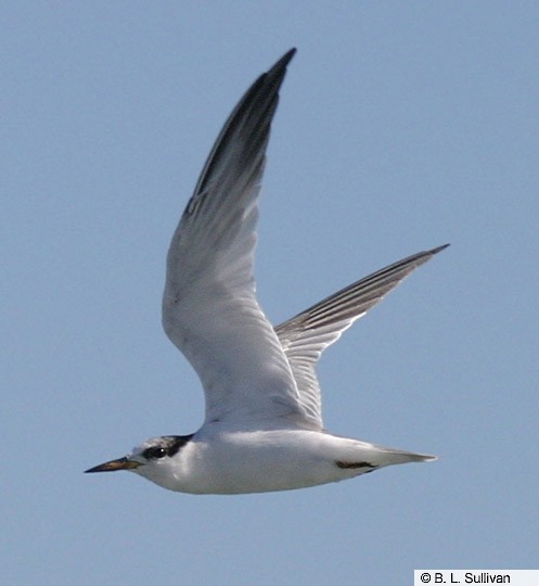 Plumages, Molts, and Structure - Least Tern - Sternula antillarum ...