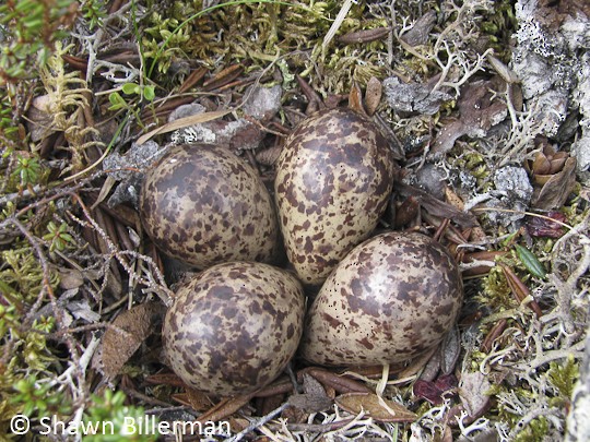 Lesser Yellowlegs Lesser Yellowlegs nest with a full clutch of four eggs, Twin Lakes Forest, Churchill, MB, 9 July.