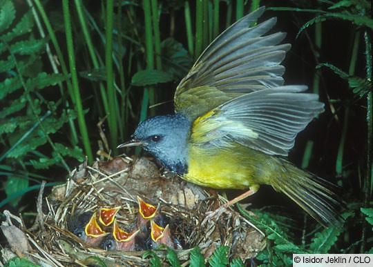 Breeding - Mourning Warbler - Geothlypis philadelphia - Birds of