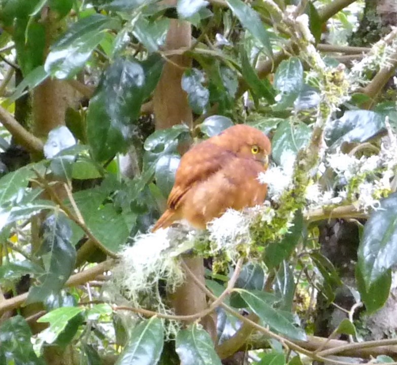 Costa Rican Pygmy-Owl - ML249371521