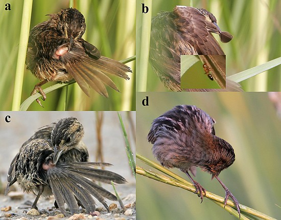 Figure 8. Use of uropygial gland. - Seaside Sparrow - 