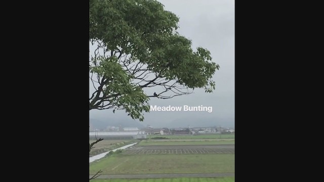 Meadow Bunting - ML249376421