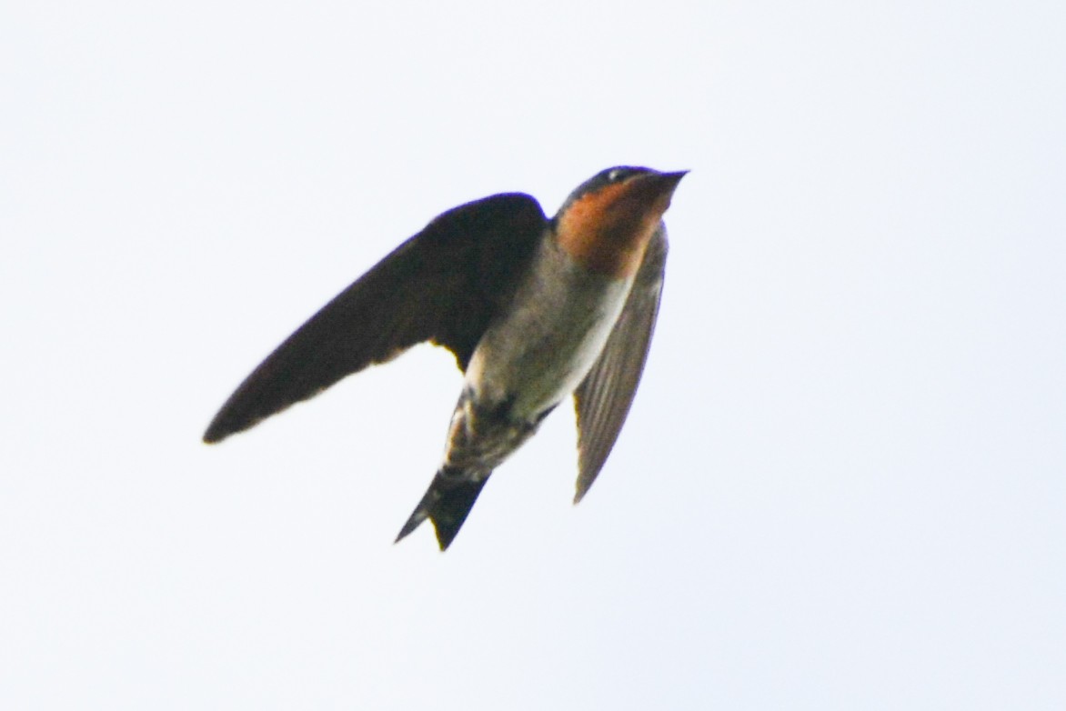 Pacific Swallow - Harn Sheng Khor