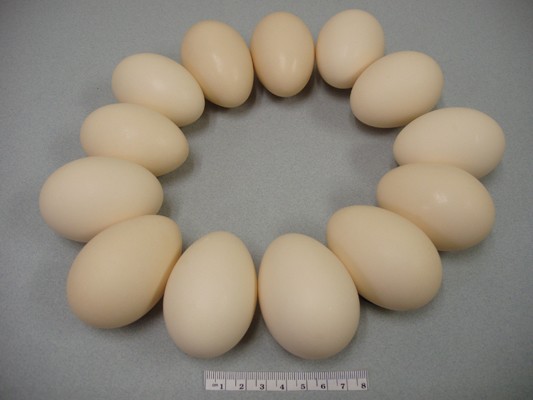 Common Merganser eggs. - Common Merganser - 