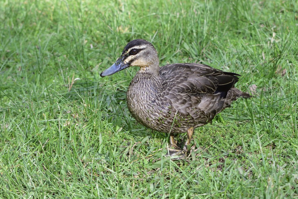 eBird Checklist - 13 Jul 2020 - Nepean River Cycleway, Camden - 28 species