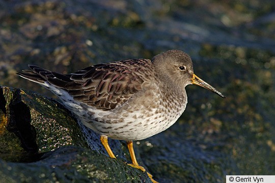 purple sandpiper breeding