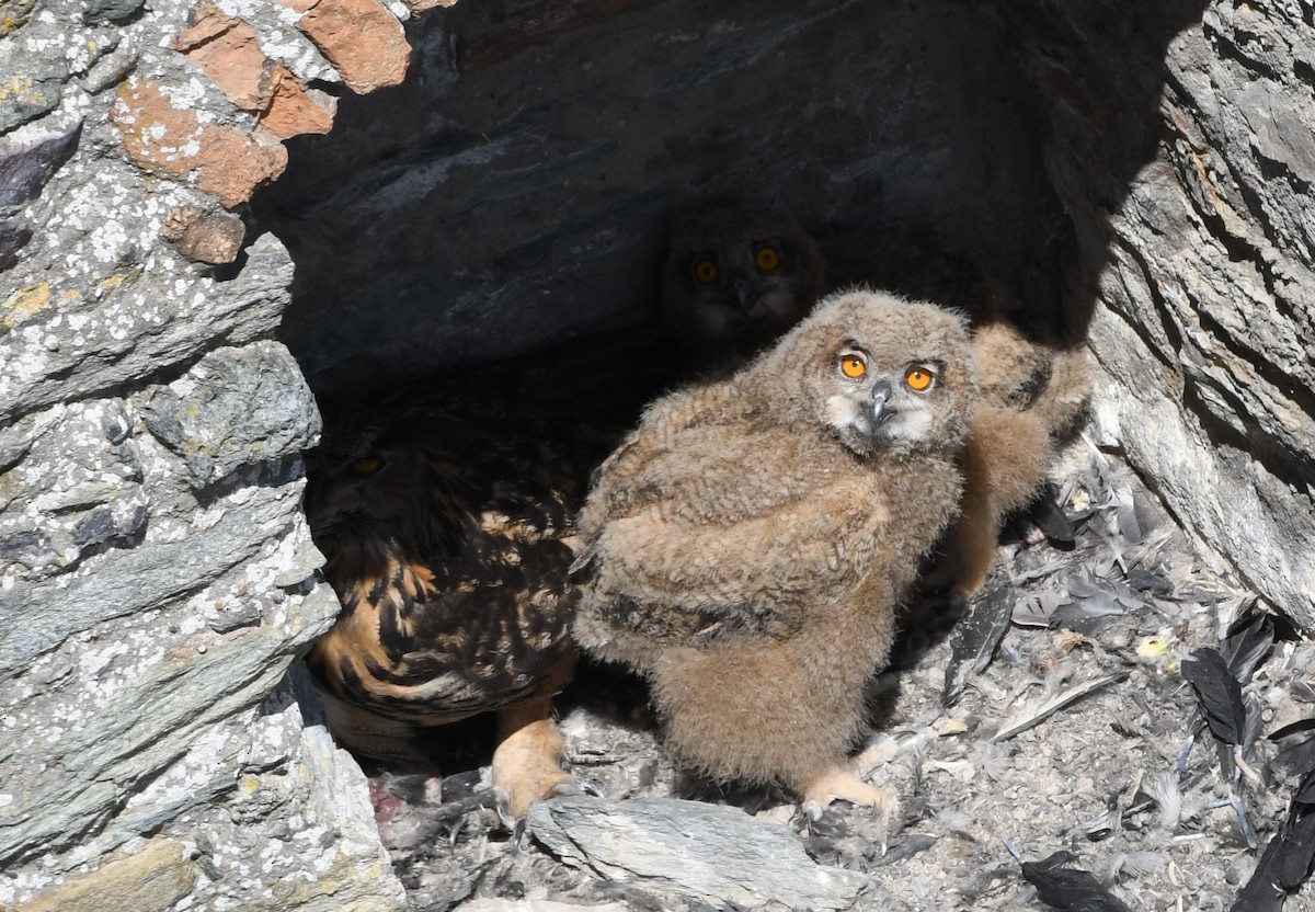 Eurasian Eagle-Owl - ML249385661