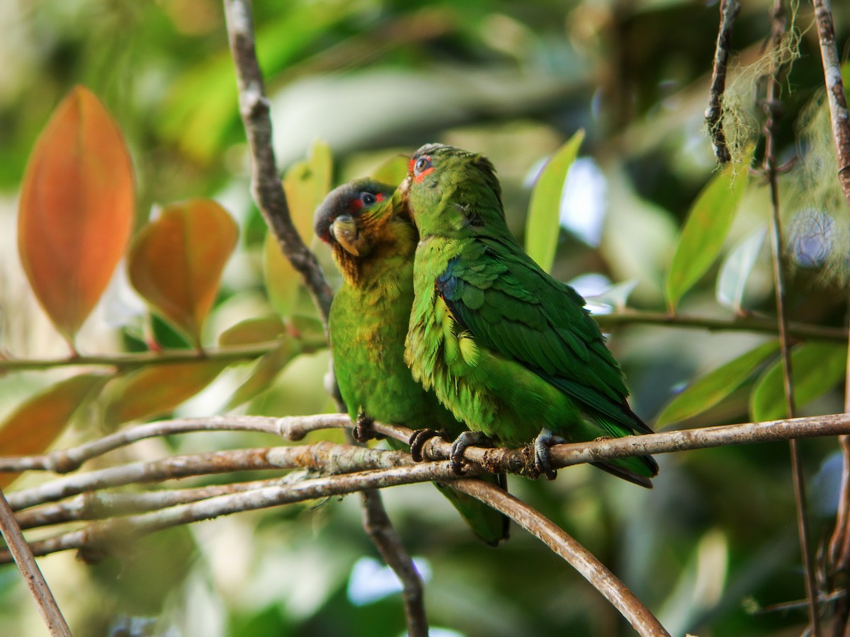 Blue-fronted Parrotlet - ML249385871