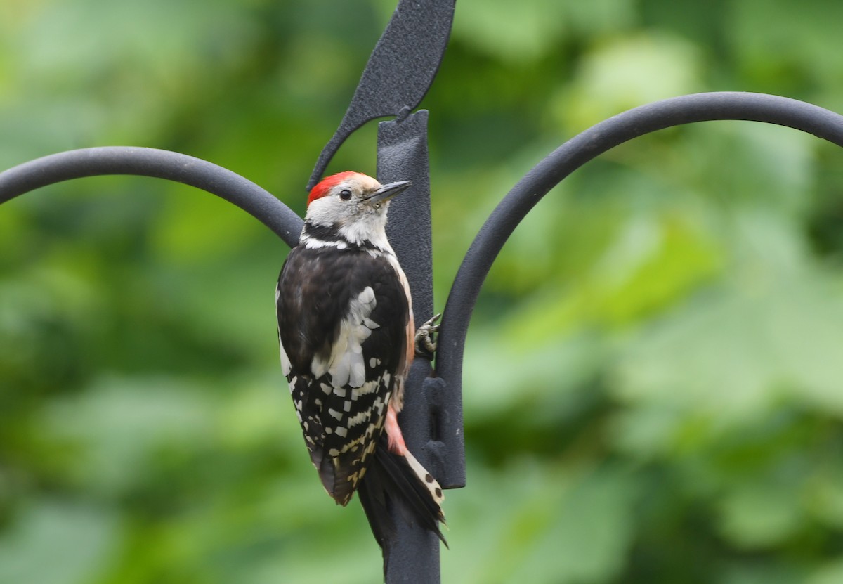 Middle Spotted Woodpecker - ML249386111