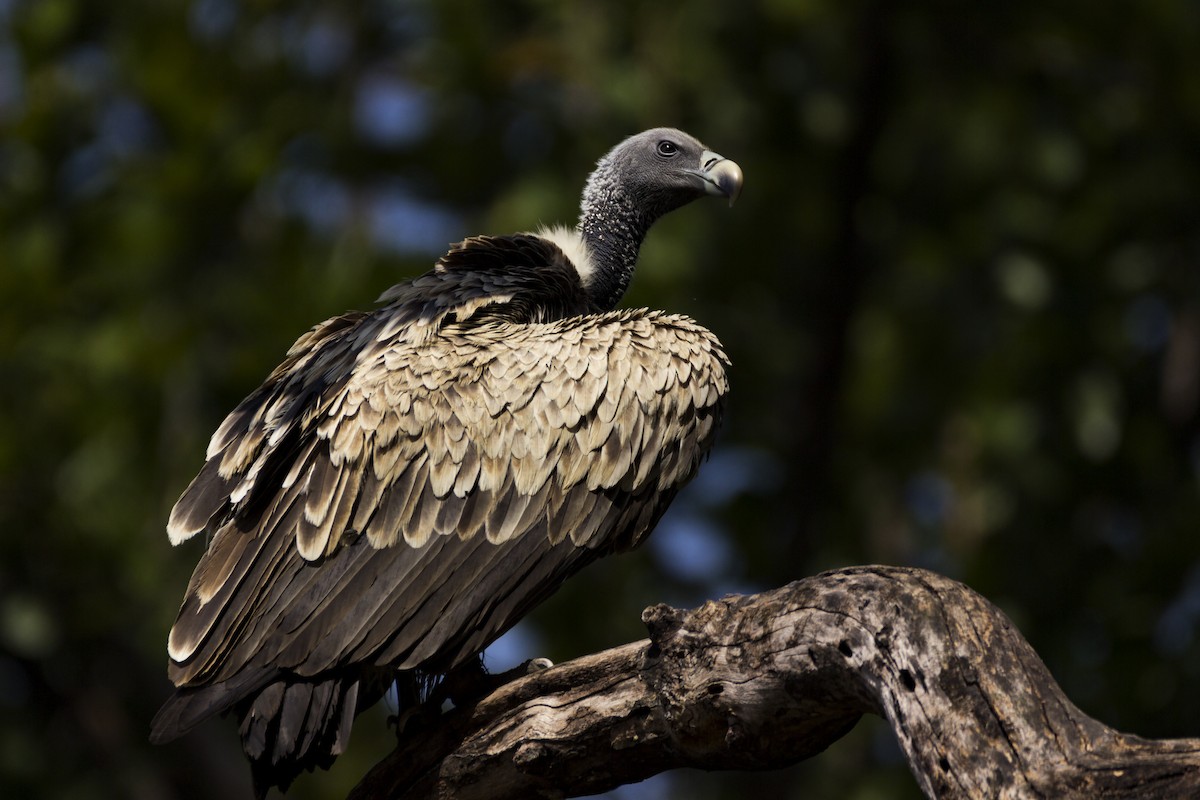 Indian Vulture - Alok Katkar