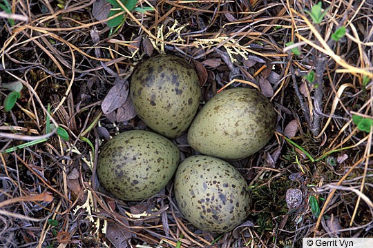 Bar-tailed Godwit Bar-tailed Godwit nest and eggs; Alaska, June