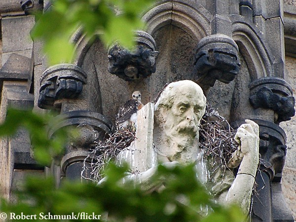 Red-tailed Hawk nestling, St. John the Divine, NYC, May. - Red-tailed Hawk - 