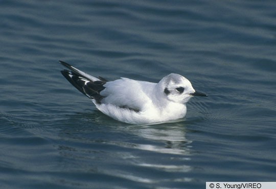 Little Gull First Winter Little Gull, Basic I plumage; Salton Sea, CA; March