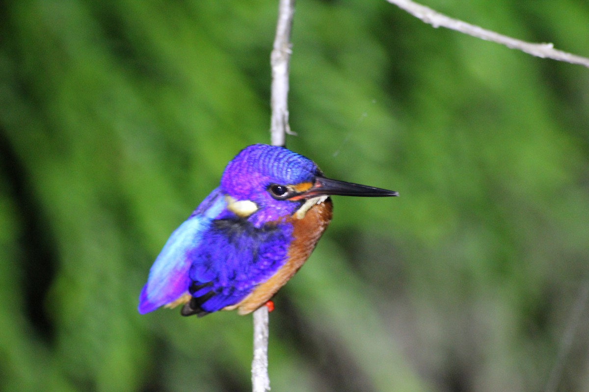 Blue-eared Kingfisher - ML249396421