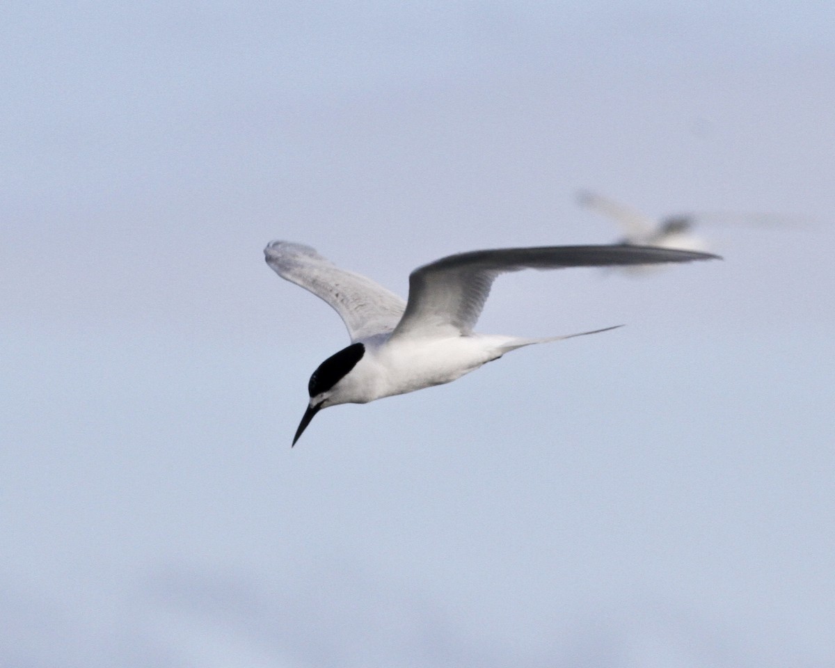 White-fronted Tern - Sam Shaw