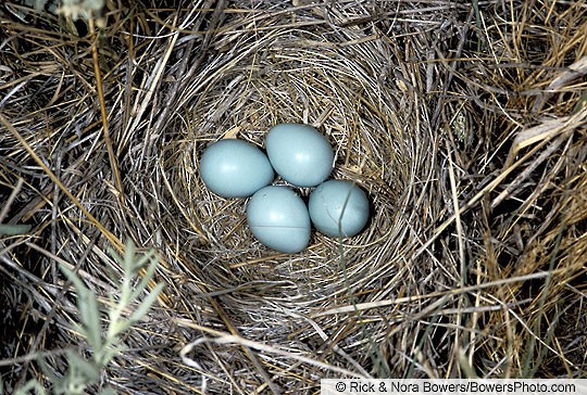 Lark Bunting nest and eggs; Colorado, June - Lark Bunting - 