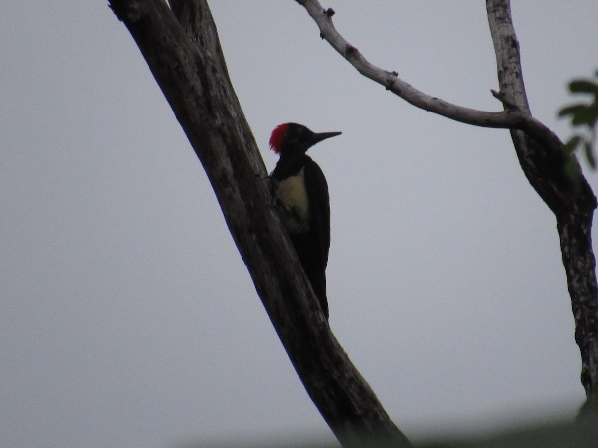 White-bellied Woodpecker - Chris Boccia