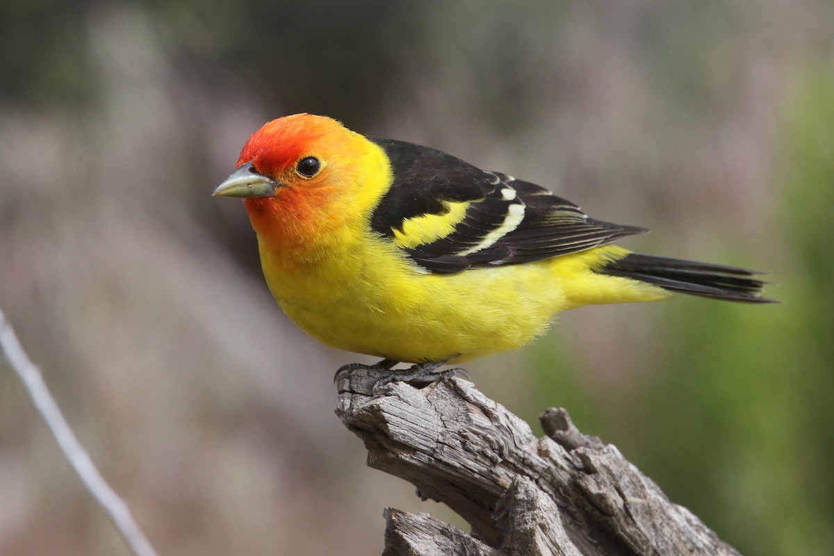 Western Tanager - ML249400201