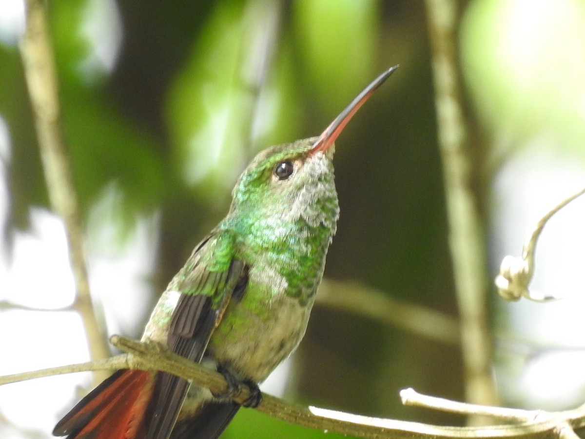 Rufous-tailed Hummingbird - Gillian Kirkwood