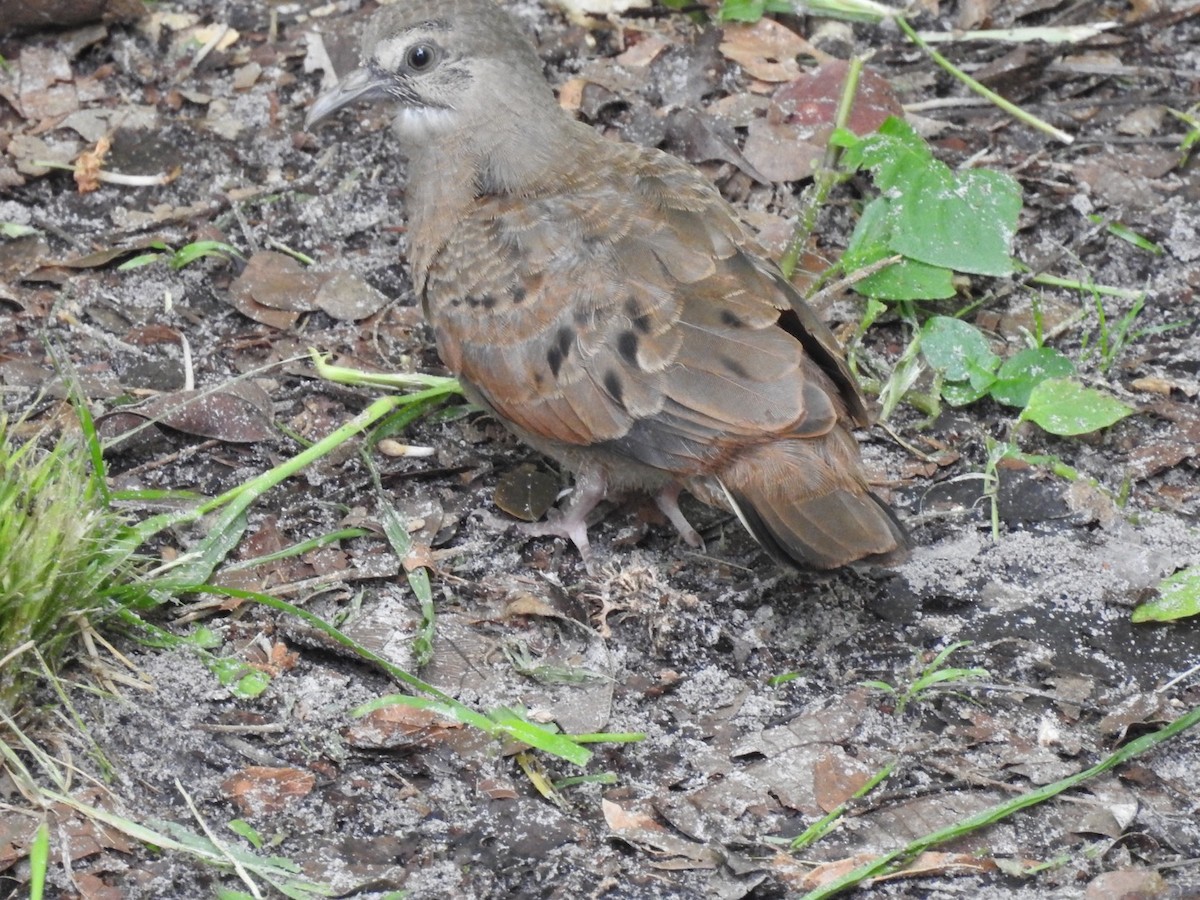 Ruddy Ground Dove - ML249403091