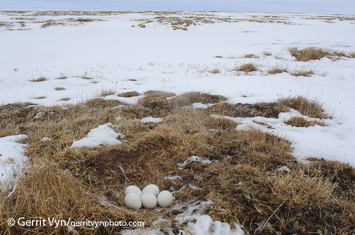 Snowy Owl Snowy Owl nest and eggs, Barrow, AK, June.