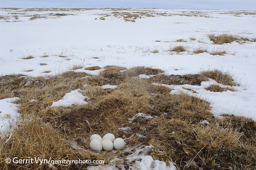 snowy owl nest