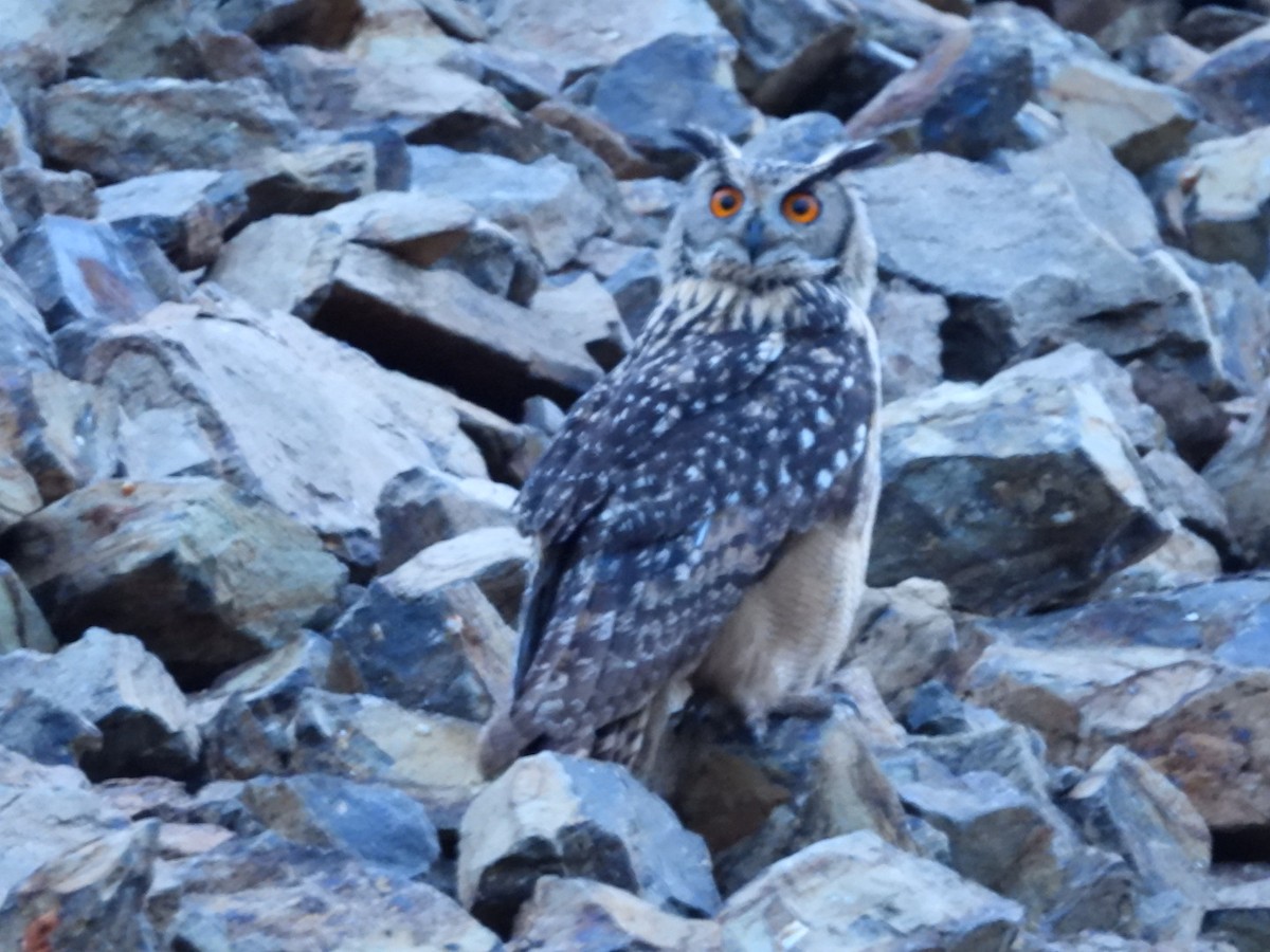 Rock Eagle-Owl - Lakshmikant Neve