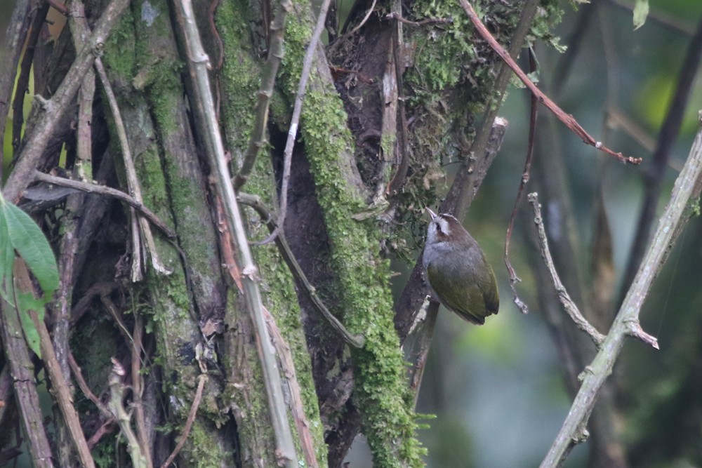 White-browed Crombec - ML249404791