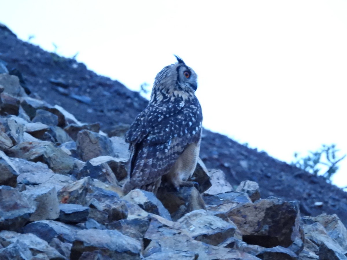 Rock Eagle-Owl - Lakshmikant Neve