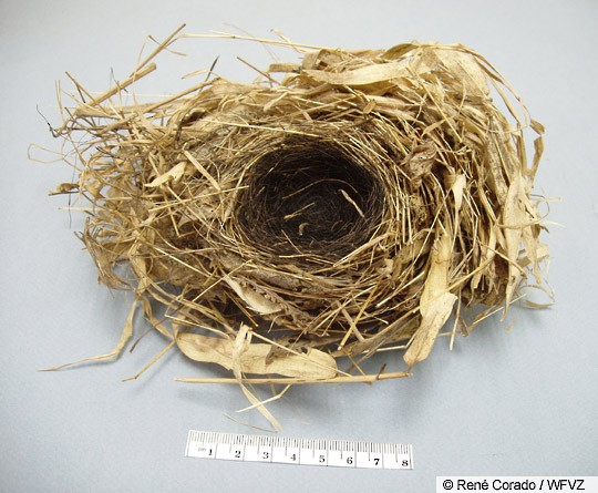 Bachman's Warbler nest, S. Carolina. - Bachman's Warbler - 