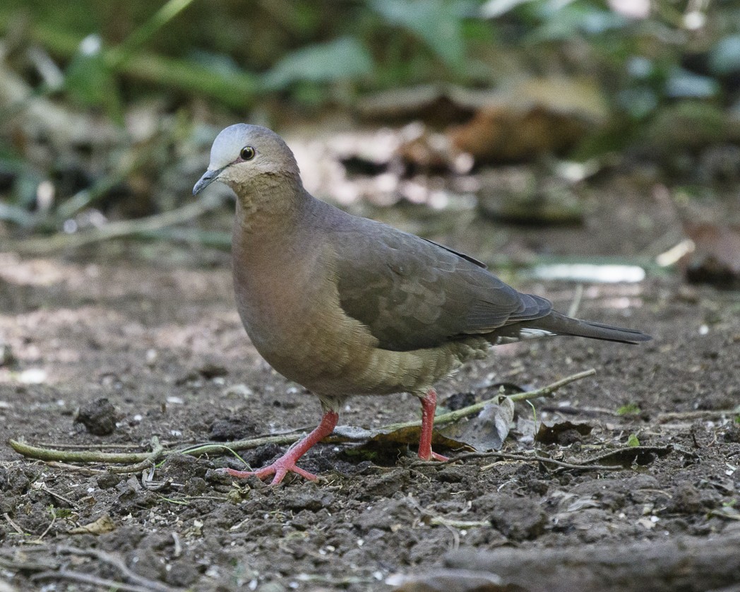 Gray-fronted Dove - ML249410151