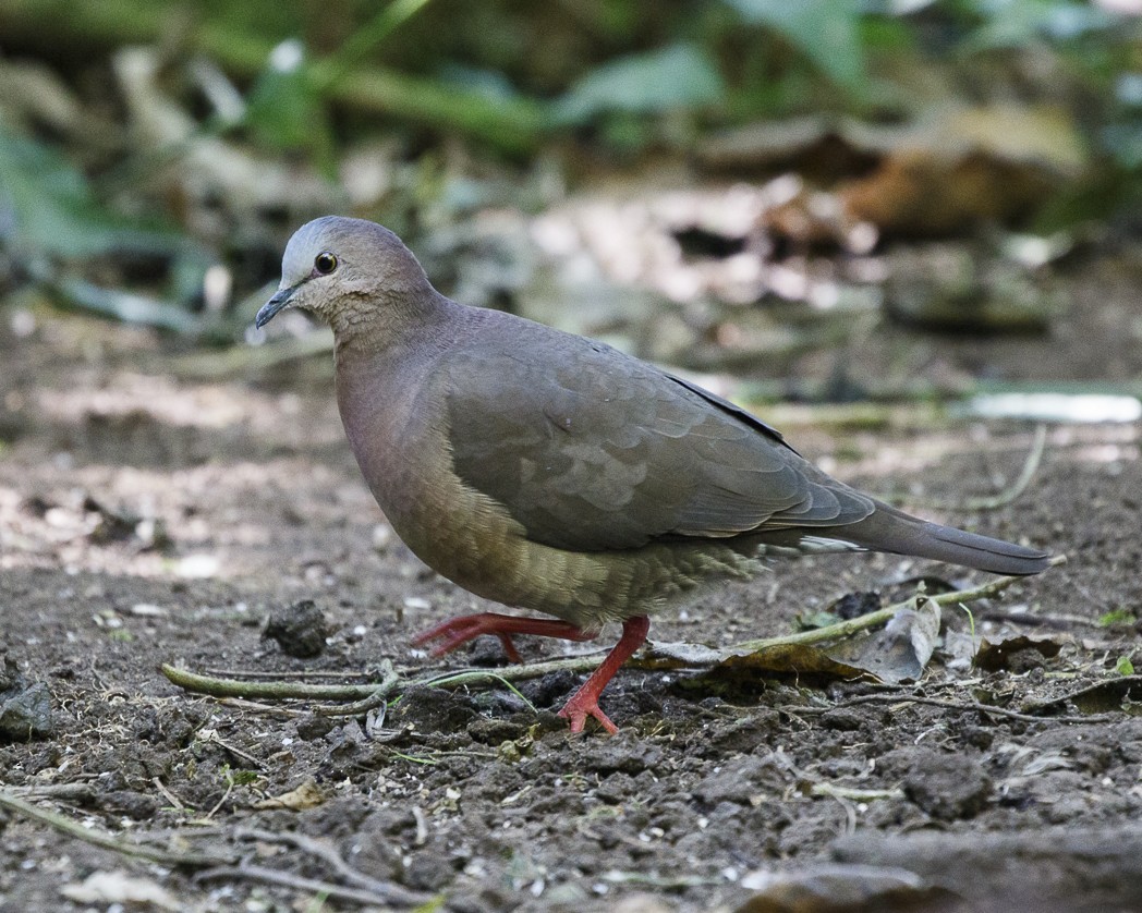 Gray-fronted Dove - ML249410161