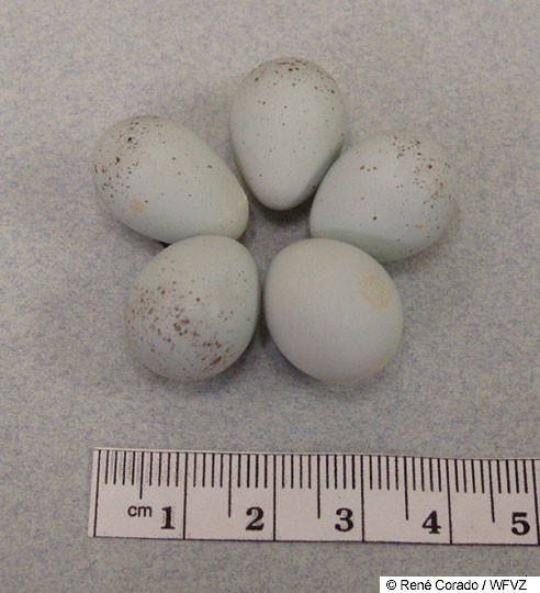 Purple Finch Eggs
