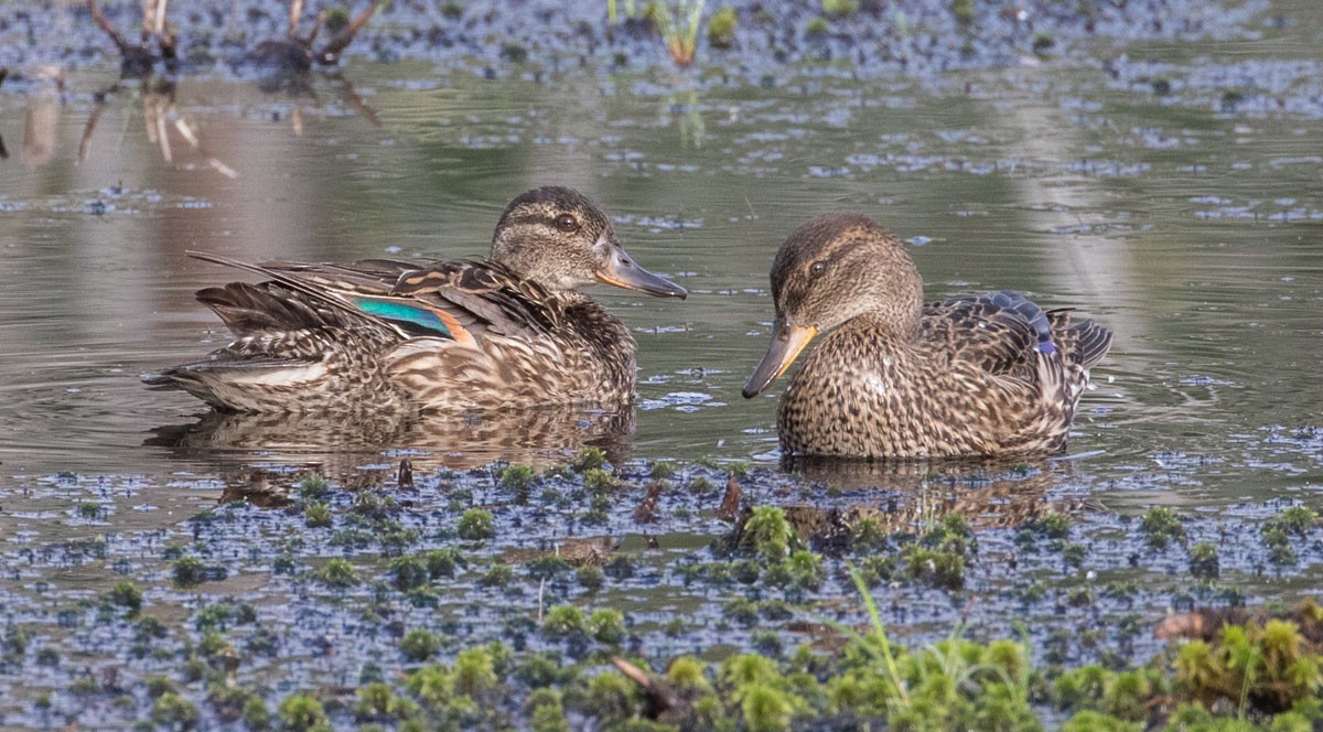 Green-winged Teal - Charles Whitney