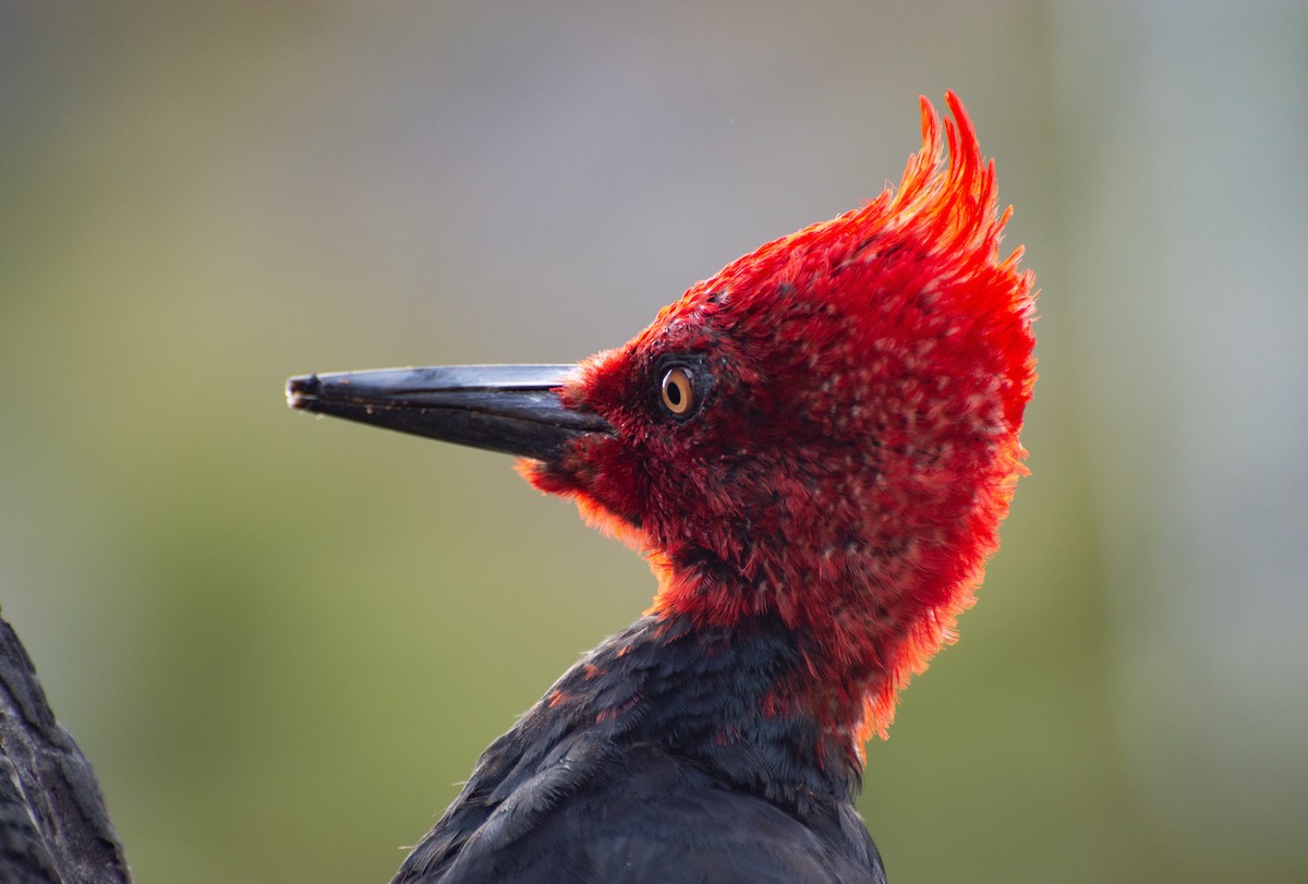 Magellanic Woodpecker - Pablo Martinez Morales