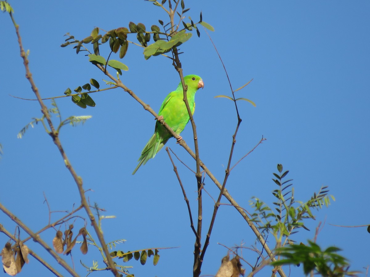 Plain Parakeet - Romeu Gama