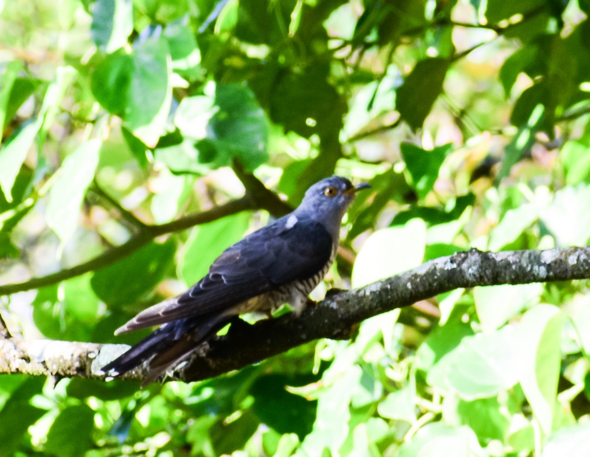 Lesser Cuckoo - Duwaki Rangad
