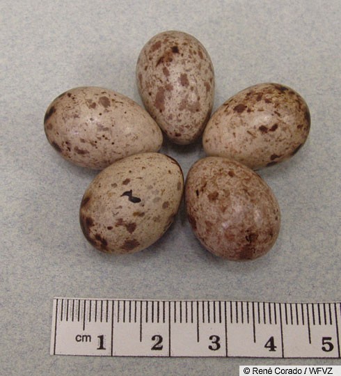 bobolink nest