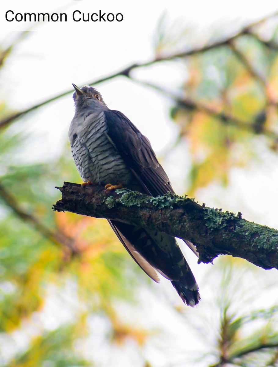 Common Cuckoo - Duwaki Rangad