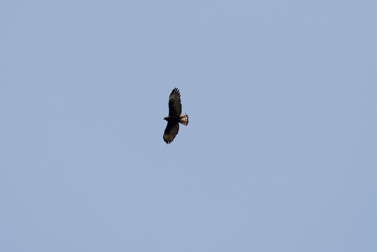 Short-tailed Hawk - ML249425781