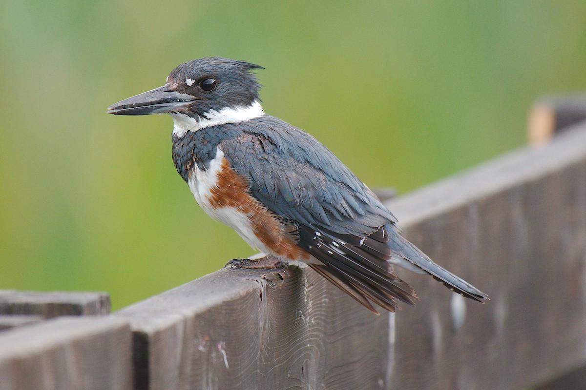 Belted Kingfisher - ML249426421