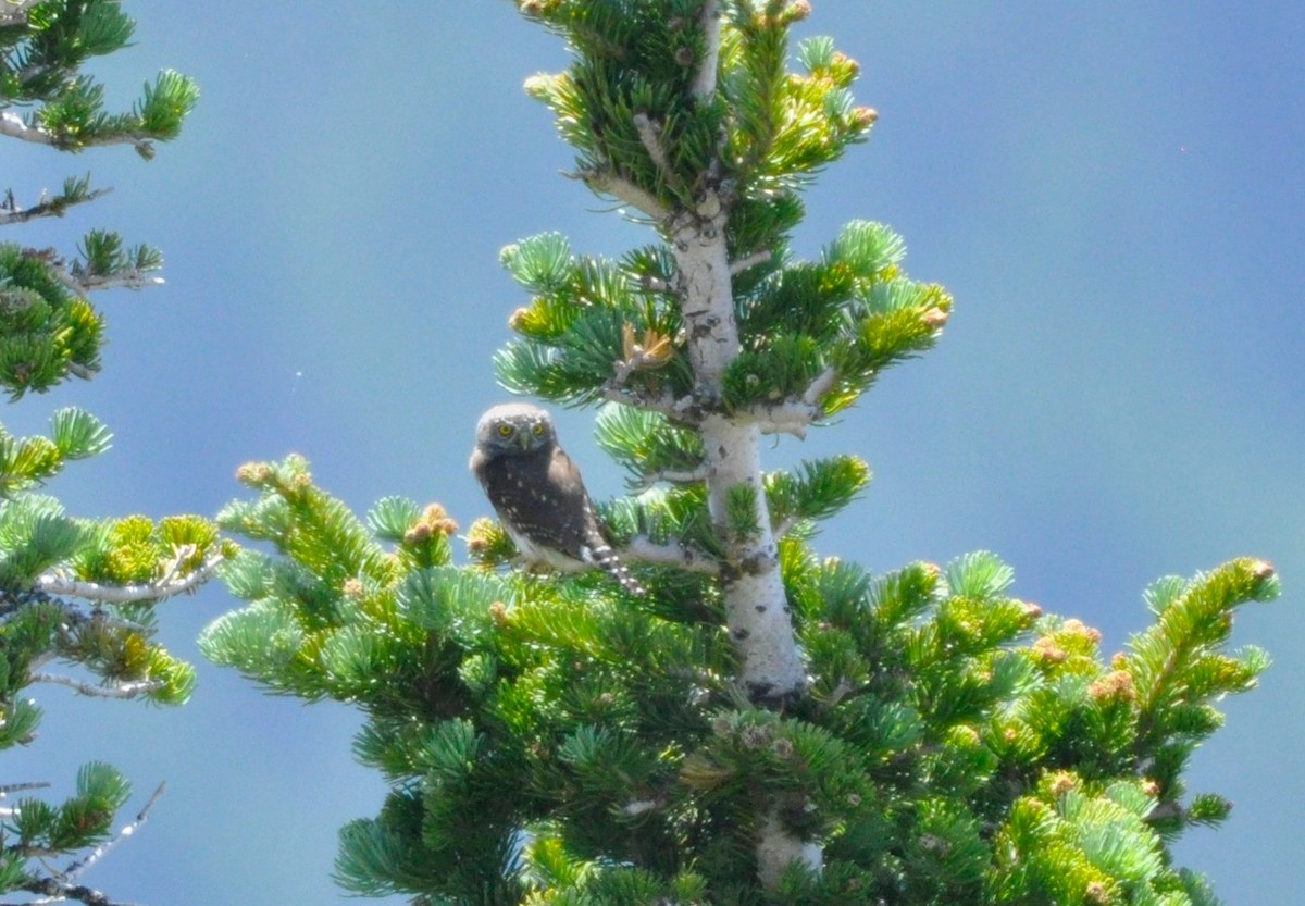 Northern Pygmy-Owl (Pacific) - ML249427341