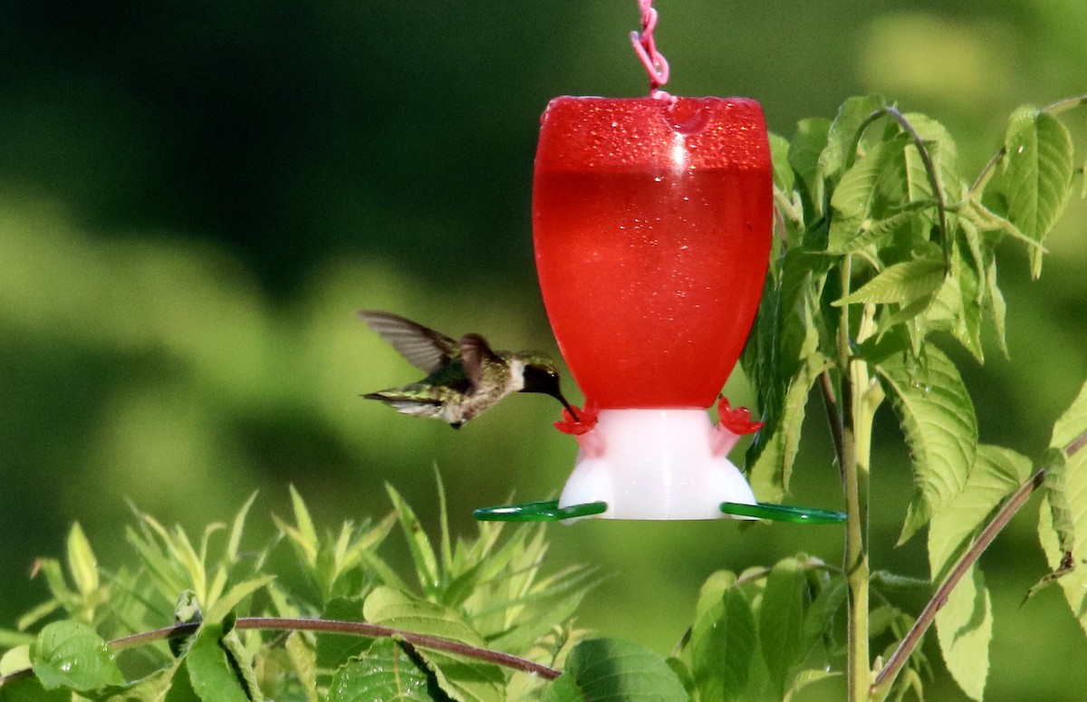 Ruby-throated Hummingbird - ML249427641