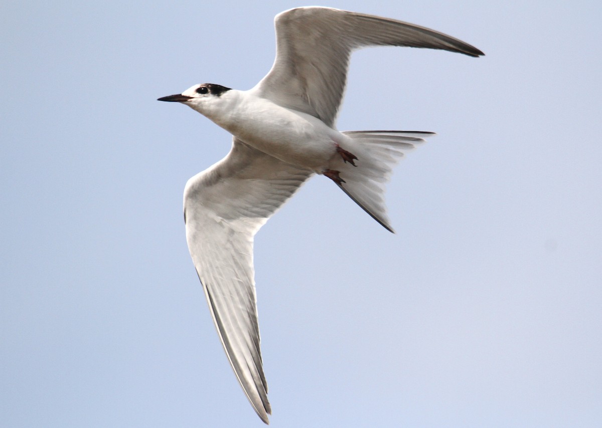 Gull-billed Tern - yuda siliki