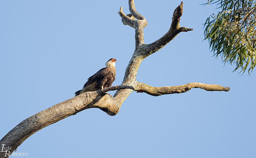 Crested Caracara (Southern) - ML249432101