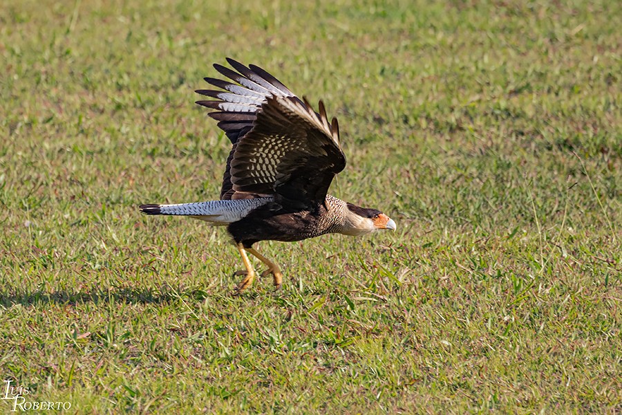 Crested Caracara (Southern) - ML249432111
