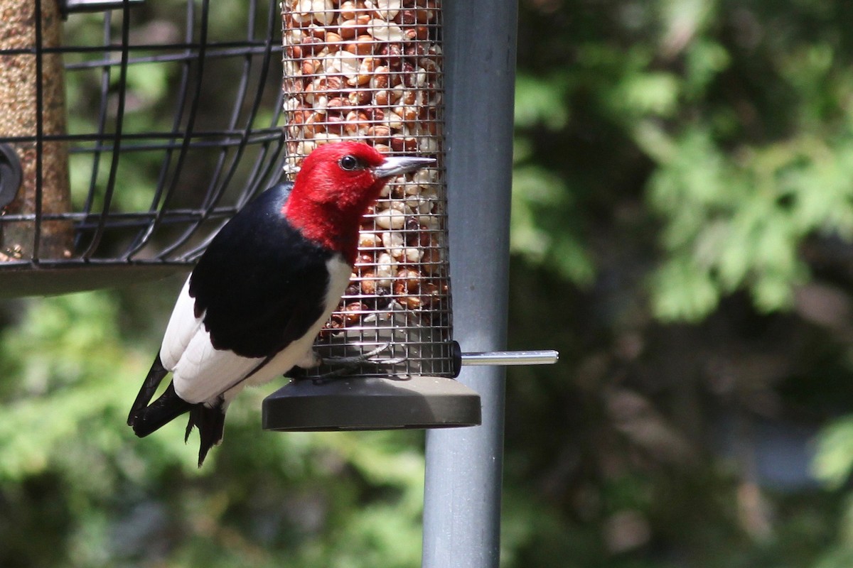 Red-headed Woodpecker - Katherine Collin